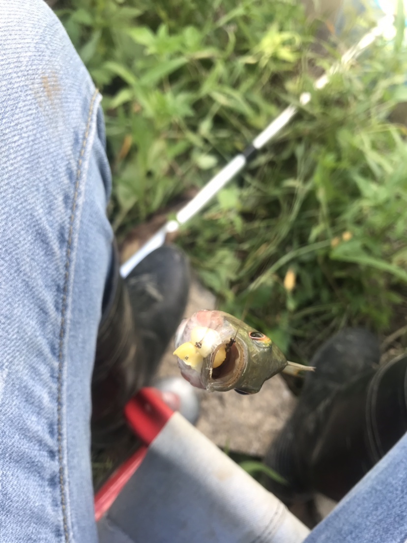 钓罗非防小罗非闹窝,钓罗非怎么避小罗非闹窝