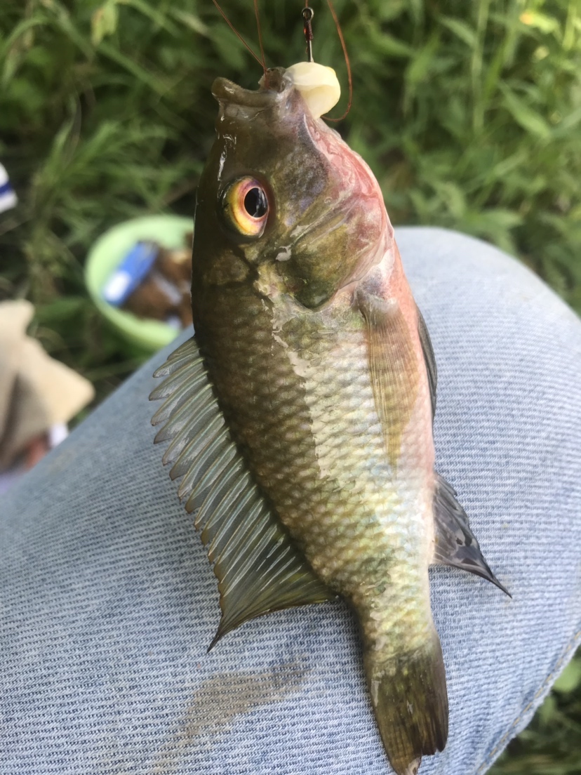 钓罗非防小罗非闹窝,钓罗非怎么避小罗非闹窝