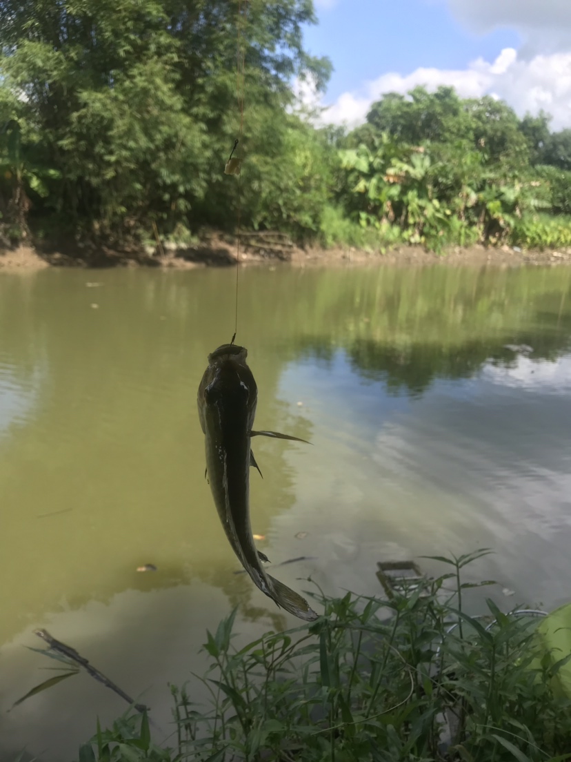钓罗非防小罗非闹窝,钓罗非怎么避小罗非闹窝