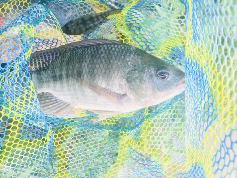 钓罗非防小罗非闹窝,钓罗非怎么避小罗非闹窝