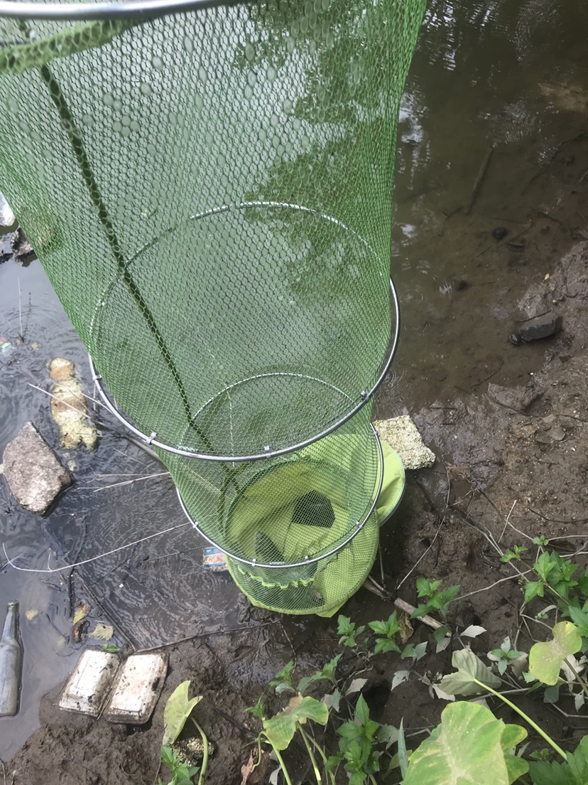 钓罗非防小罗非闹窝,钓罗非怎么避小罗非闹窝