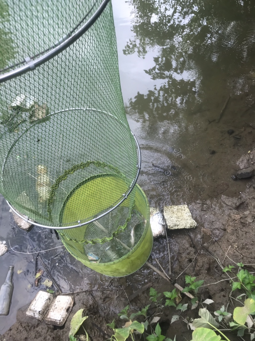 钓罗非防小罗非闹窝,钓罗非怎么避小罗非闹窝