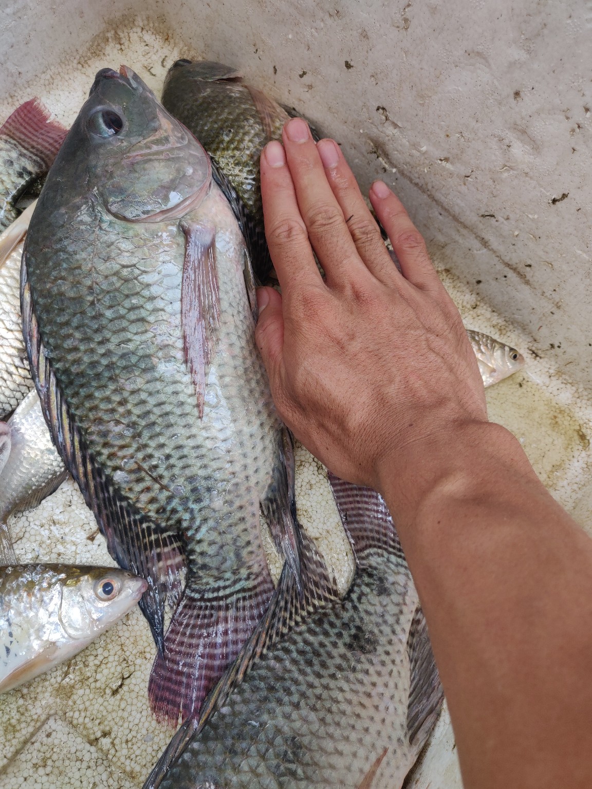 水情不稳定如何钓鱼,水情不明钓鱼必须每次都调漂吗