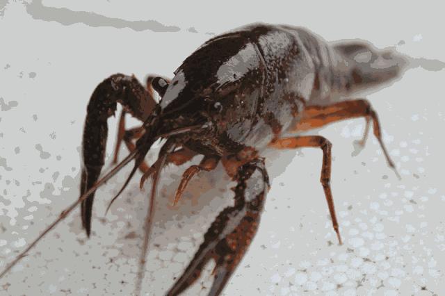 小龙虾头部黄黄的东西要处理吗,小龙虾头上黄黄的东西可以吃吗