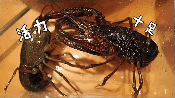 小龙虾头部黄黄的东西要处理吗,小龙虾头上黄黄的东西可以吃吗