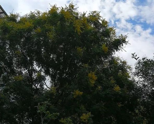 负荆请罪中的荆条,负荆请罪里的荆条