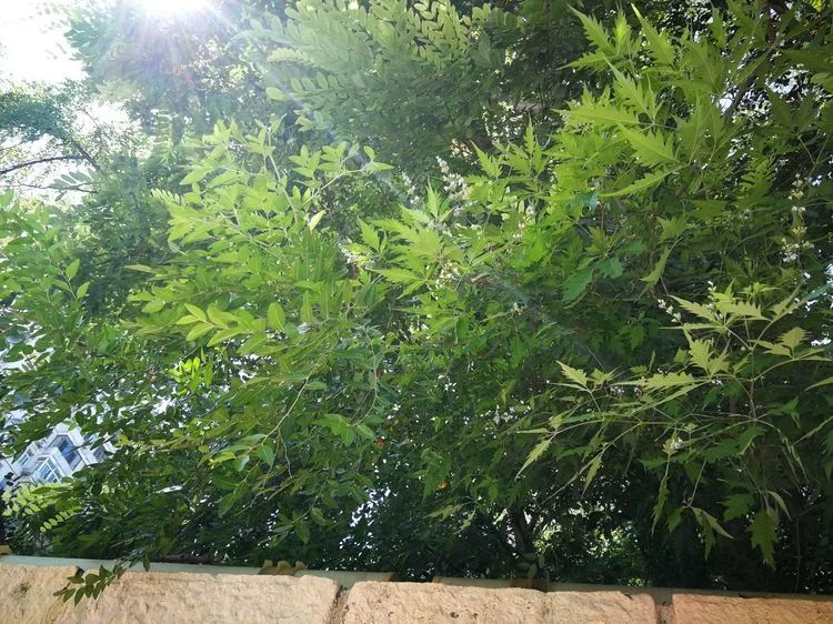 负荆请罪中的荆条,负荆请罪里的荆条