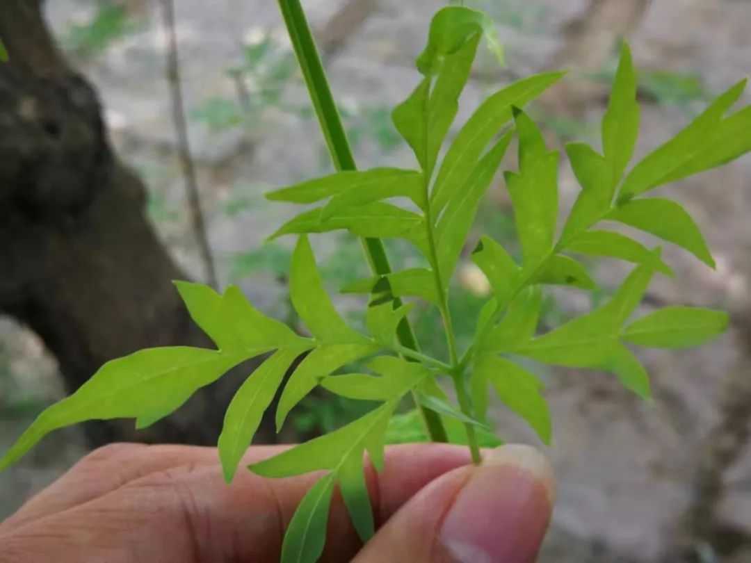 负荆请罪中的荆条,负荆请罪里的荆条