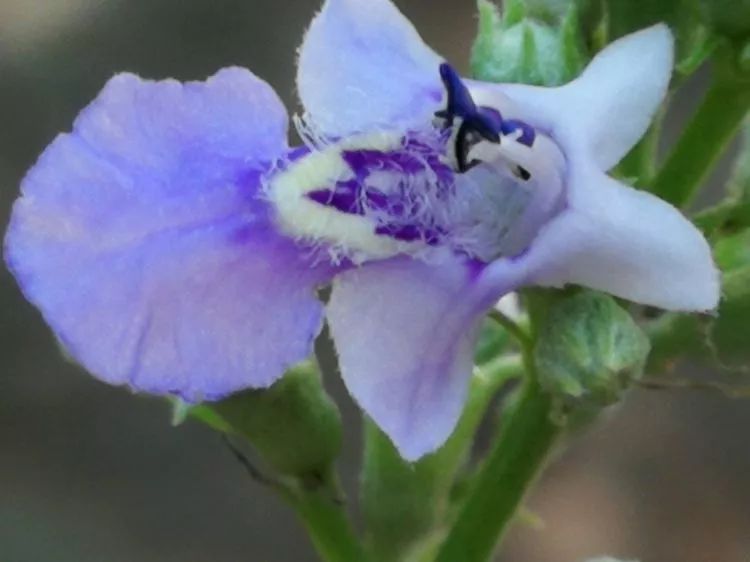 负荆请罪中的荆条,负荆请罪里的荆条