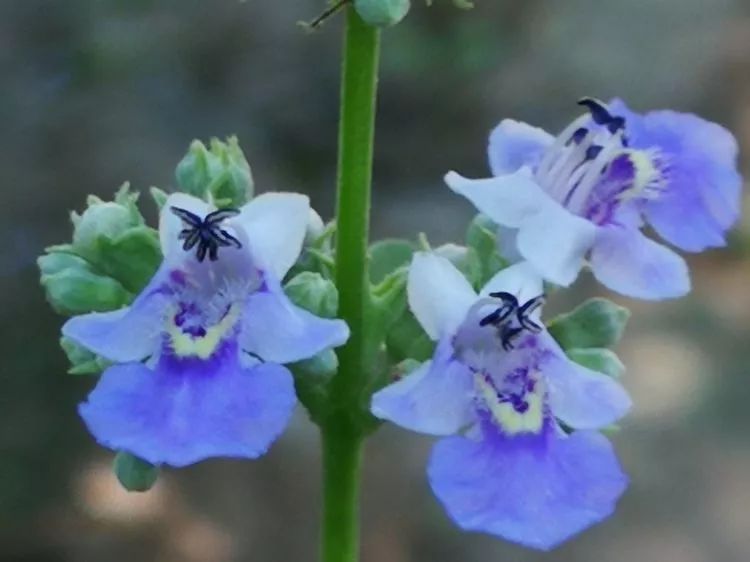负荆请罪中的荆条,负荆请罪里的荆条