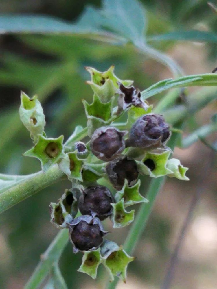 负荆请罪中的荆条,负荆请罪里的荆条