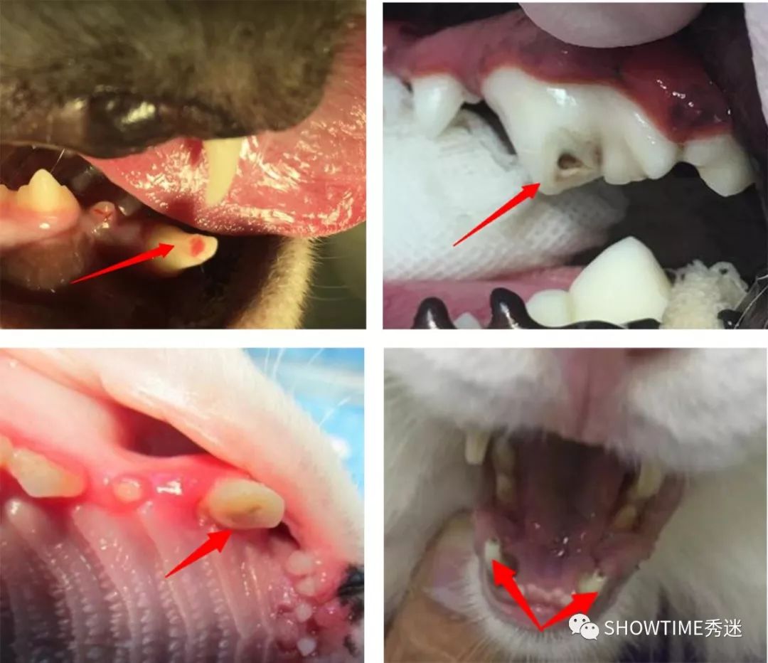 毛孩子咬了怎么办,毛孩子的牙折断