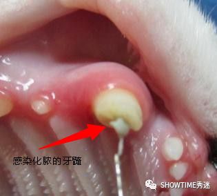 毛孩子咬了怎么办,毛孩子的牙折断