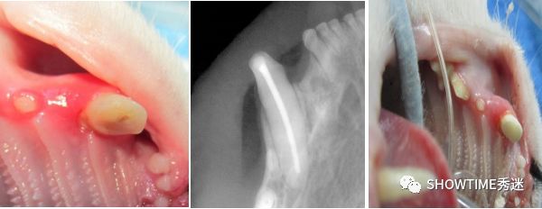 毛孩子咬了怎么办,毛孩子的牙折断