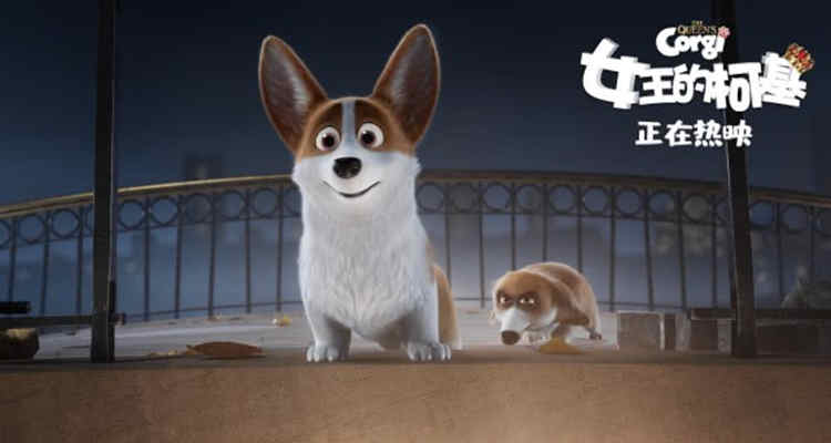 柯基小短腿回村后放飞自我了,小短腿终于翻身柯基