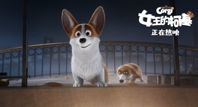 柯基小短腿回村后放飞自我了,小短腿终于翻身柯基