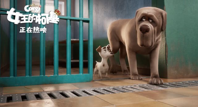 柯基小短腿回村后放飞自我了,小短腿终于翻身柯基