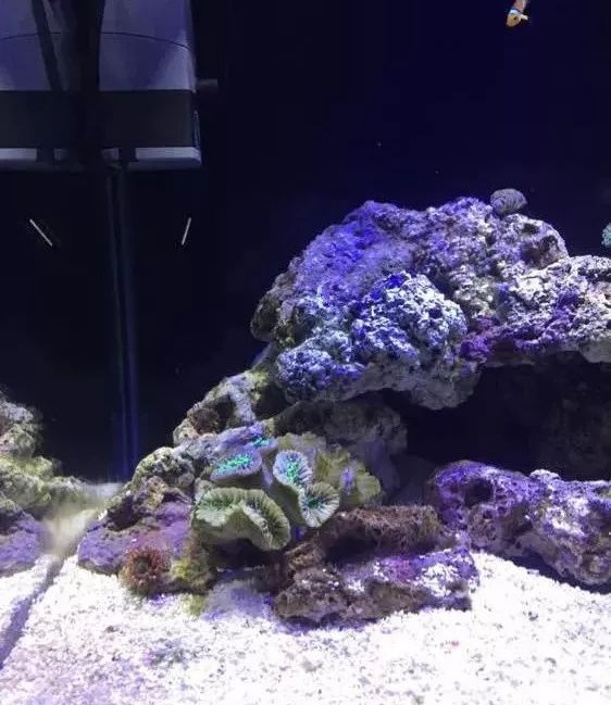 40方缸用背滤,40公分背滤