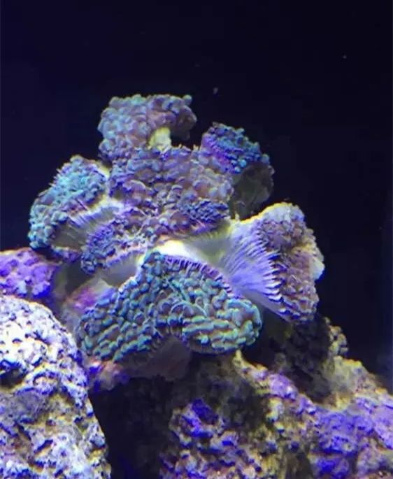 40方缸用背滤,40公分背滤