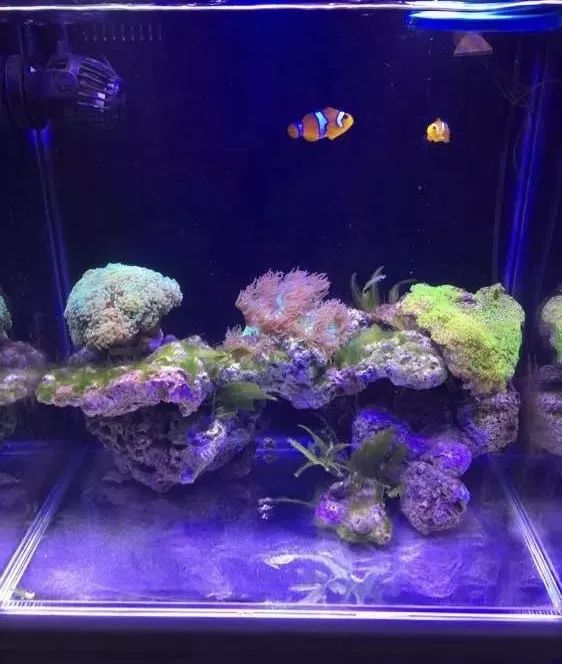 40方缸用背滤,40公分背滤