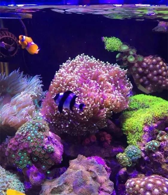 40方缸用背滤,40公分背滤