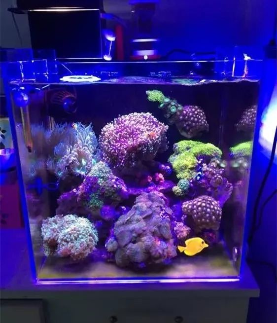 40方缸用背滤,40公分背滤