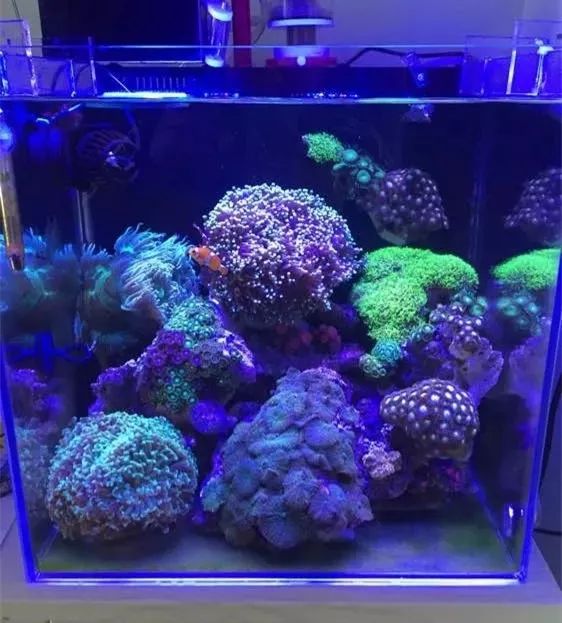 40方缸用背滤,40公分背滤