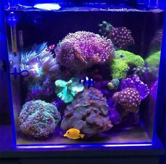 40方缸用背滤,40公分背滤