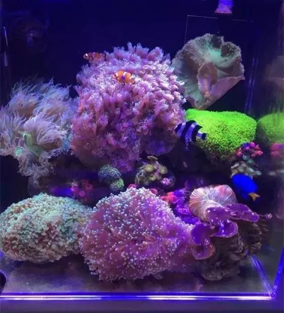 40方缸用背滤,40公分背滤