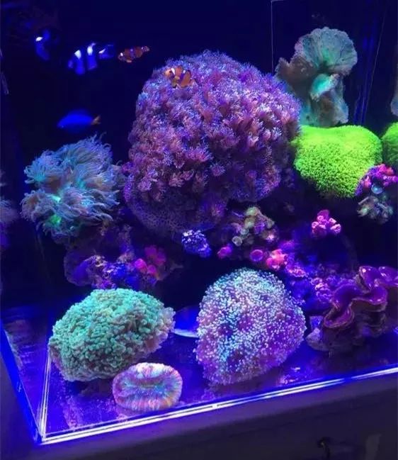 40方缸用背滤,40公分背滤