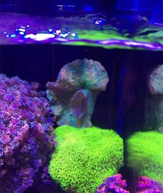 40方缸用背滤,40公分背滤