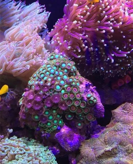 40方缸用背滤,40公分背滤