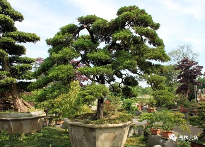 适合庭院种植的高颜值苗,适合院子种植的苗木