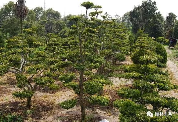 适合庭院种植的高颜值苗,适合院子种植的苗木