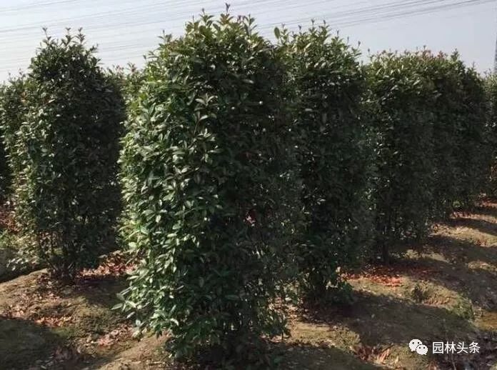 适合庭院种植的高颜值苗,适合院子种植的苗木