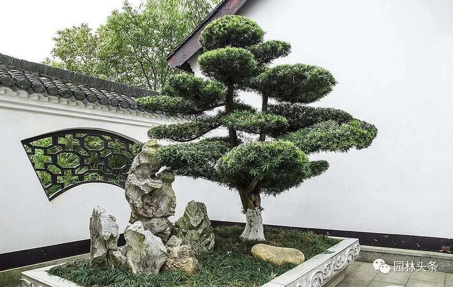 适合庭院种植的高颜值苗,适合院子种植的苗木