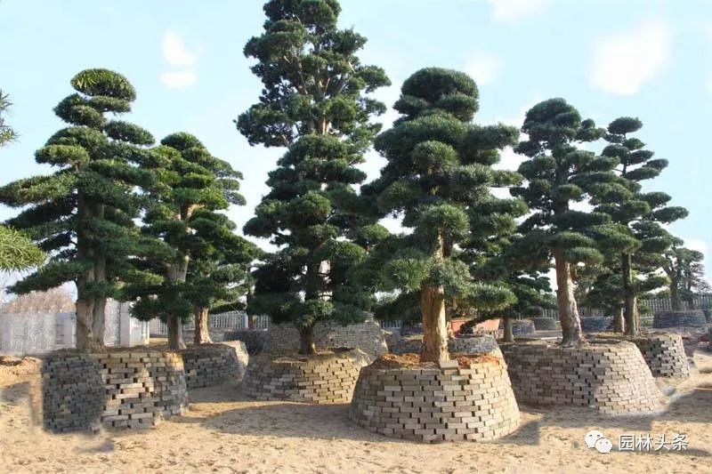 适合庭院种植的高颜值苗,适合院子种植的苗木