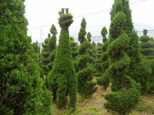 适合庭院种植的高颜值苗,适合院子种植的苗木