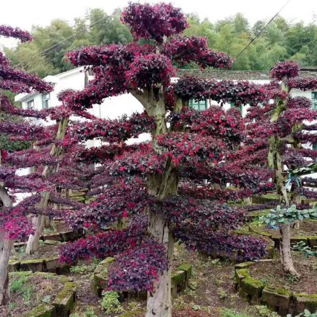 适合庭院种植的高颜值苗,适合院子种植的苗木