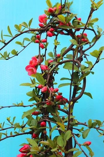 适合庭院种植的高颜值苗,适合院子种植的苗木