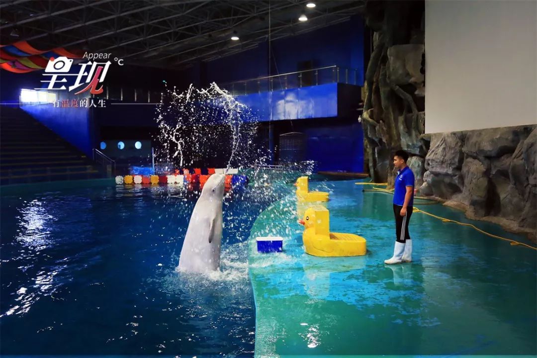 呈现|从海军战士到“海豚恋人”，人鱼相眷，恰似你的温柔……