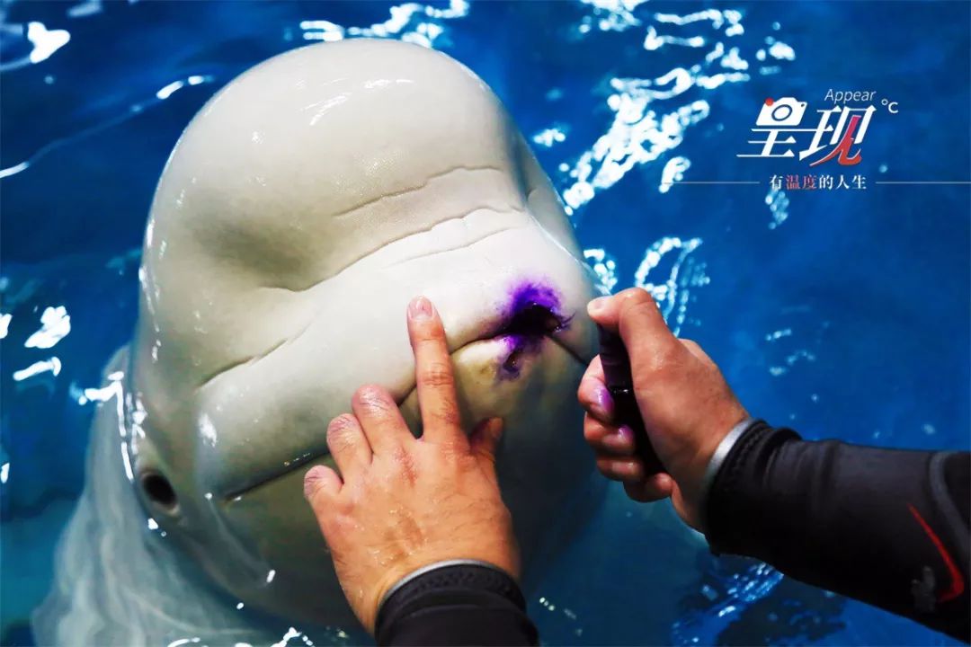 呈现|从海军战士到“海豚恋人”，人鱼相眷，恰似你的温柔……