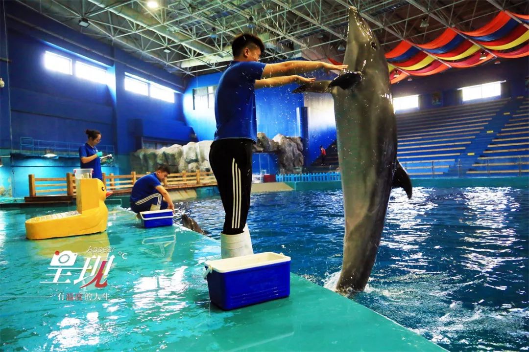 呈现|从海军战士到“海豚恋人”，人鱼相眷，恰似你的温柔……