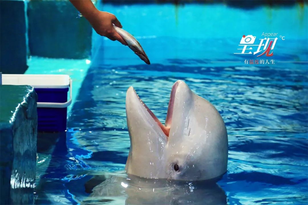 呈现|从海军战士到“海豚恋人”，人鱼相眷，恰似你的温柔……