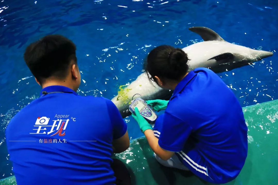 呈现|从海军战士到“海豚恋人”，人鱼相眷，恰似你的温柔……