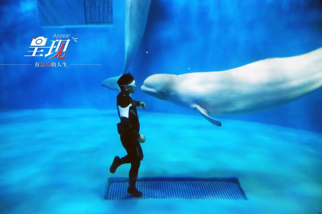 呈现|从海军战士到“海豚恋人”，人鱼相眷，恰似你的温柔……