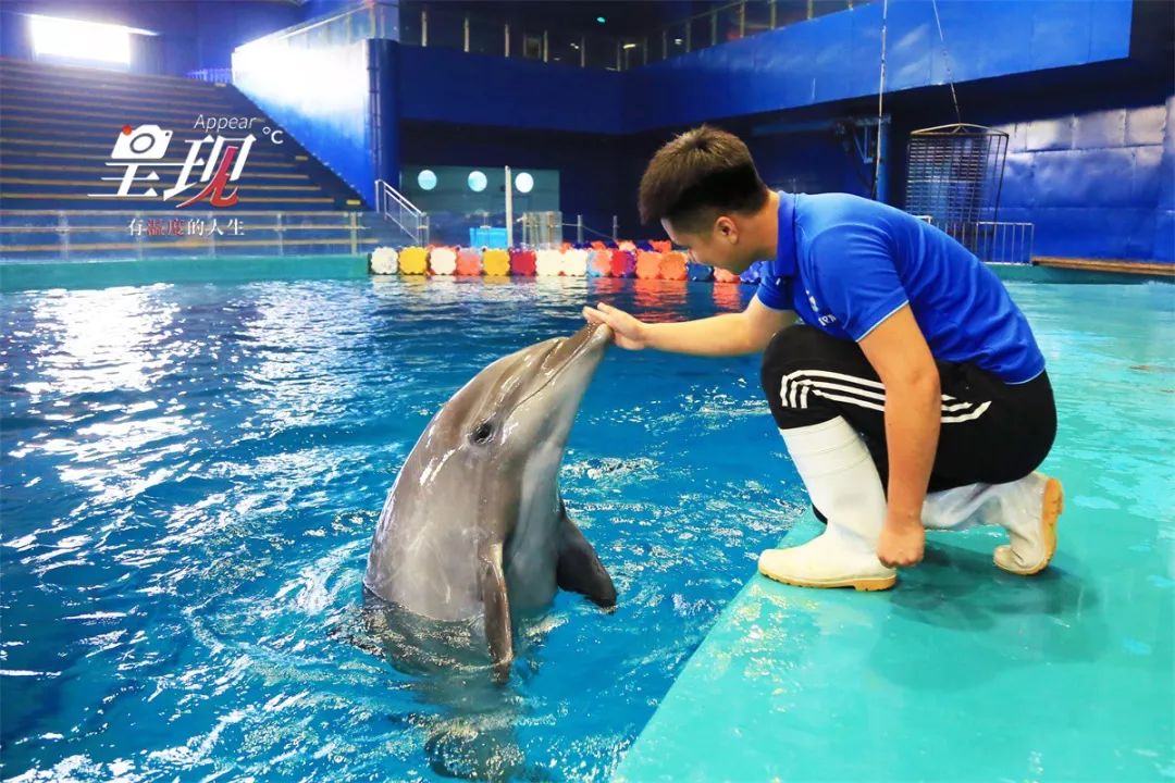 呈现|从海军战士到“海豚恋人”，人鱼相眷，恰似你的温柔……