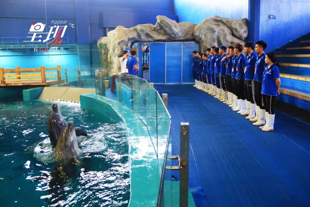 呈现|从海军战士到“海豚恋人”，人鱼相眷，恰似你的温柔……