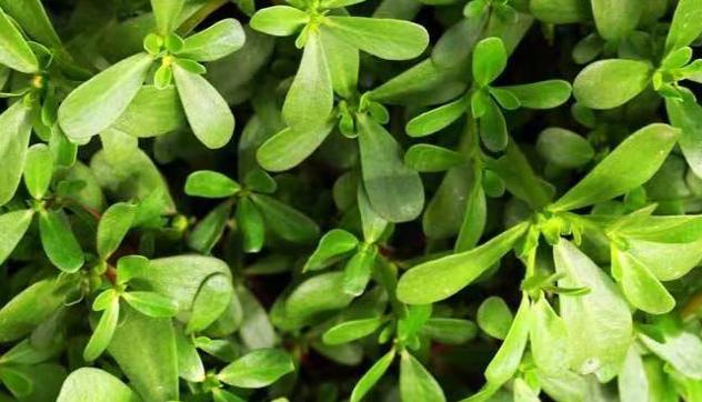 止痒草植物,防蚊虫神草