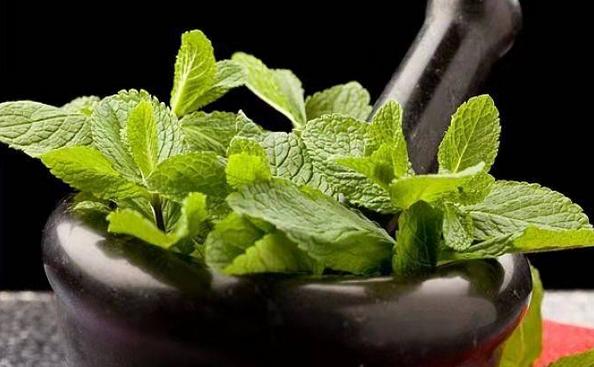 止痒草植物,防蚊虫神草